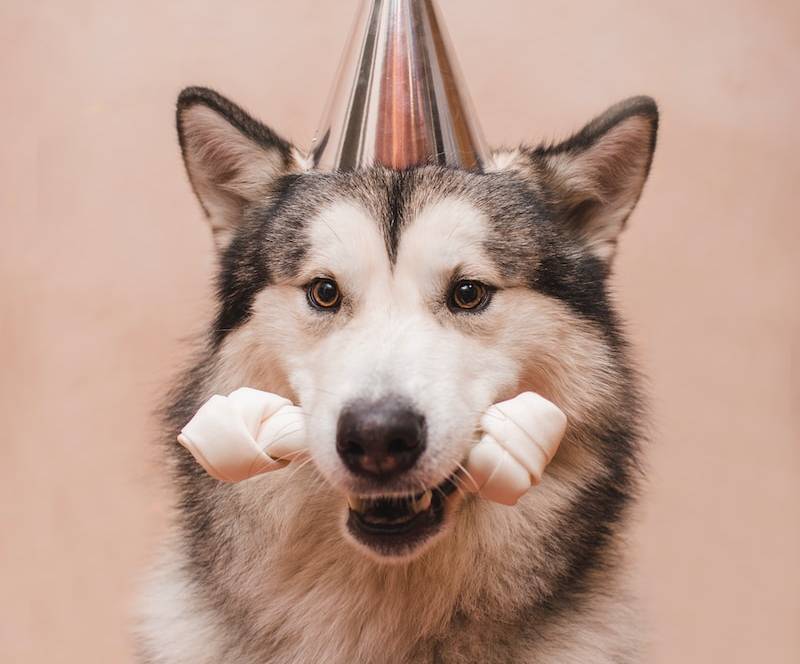 a dog with a party hat on its head