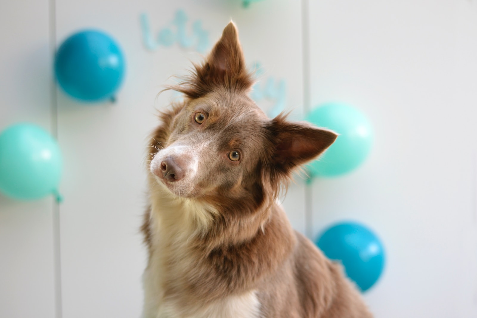 brown and white border collie mix